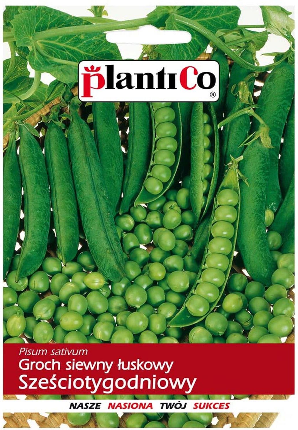 i-plantico-groch-konserwowy-szesciotygodniowy